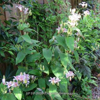 Tricyrtis formosana