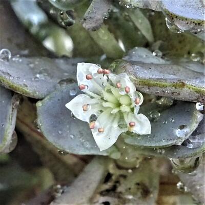 Orostachys iwarenge - 