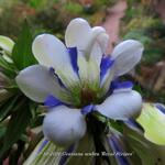 Gentiana scabra ‘Royal Stripes’ - 