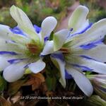 Gentiana scabra ‘Royal Stripes’ - 