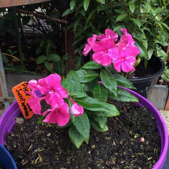 Phlox paniculata 'SWEET SUMMER Wine'