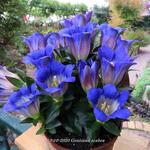 Gentiana scabra - Japanischer Herbstenzian