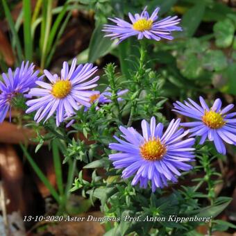 Aster Dumosus 'Prof. Anton Kippenberg'