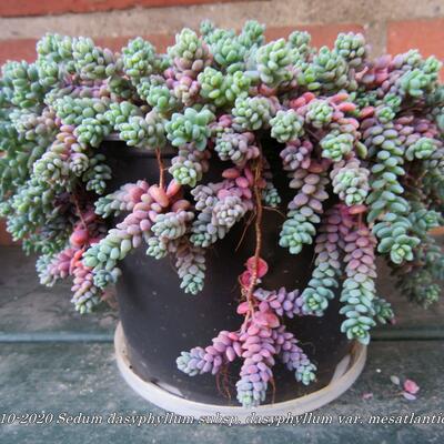 Sedum dasyphyllum subsp. dasyphyllum var. mesatlanticum - 