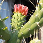 Opuntia subulata  - Austrocylindropuntia subulata