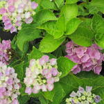 Hydrangea macrophylla 'MAGICAL' - 