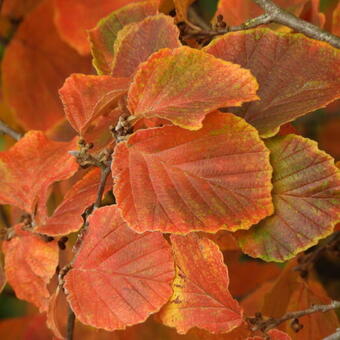 Hamamelis x intermedia ‘Diane’