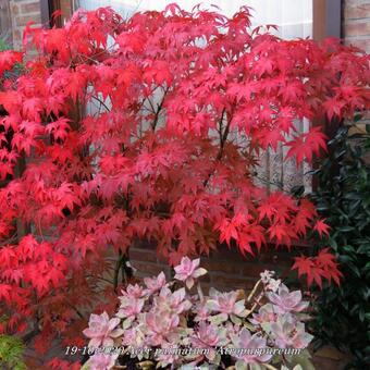 Acer palmatum 'Atropurpureum'