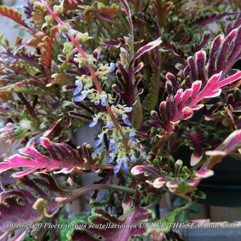 Plectranthus scutellarioides UNDER THE SEA 'Bone fish'