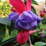 Fuchsia 'Lilac Lustre' - 