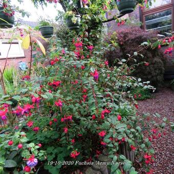 Fuchsia 'Army Nurse'