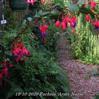 Fuchsia 'Army Nurse'