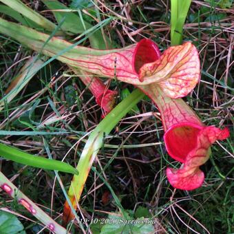 Sarracenia