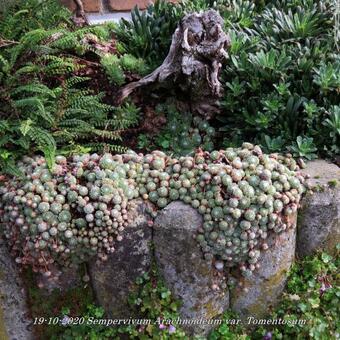 Sempervivum arachnoideum var. Tomentosum