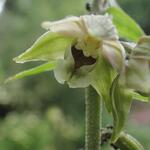 Epipactis helleborine - Épipactis à larges feuilles