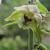 Epipactis helleborine