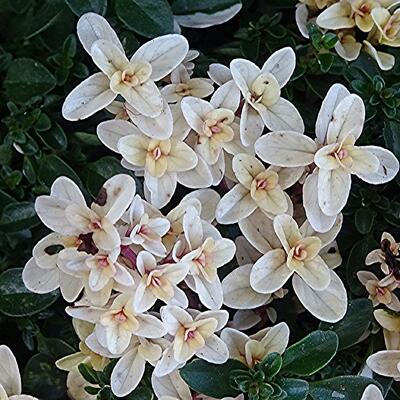 Thymus 'Hartington Silver' - 