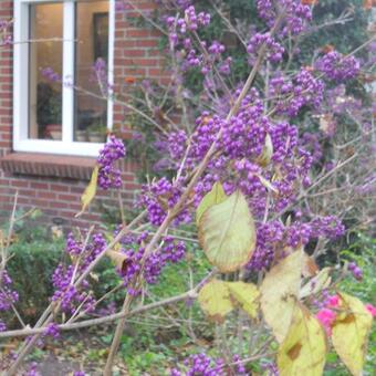 Callicarpa bodinieri