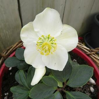 Helleborus niger 'Christmas Carol'