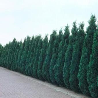 Chamaecyparis lawsoniana 'Columnaris'