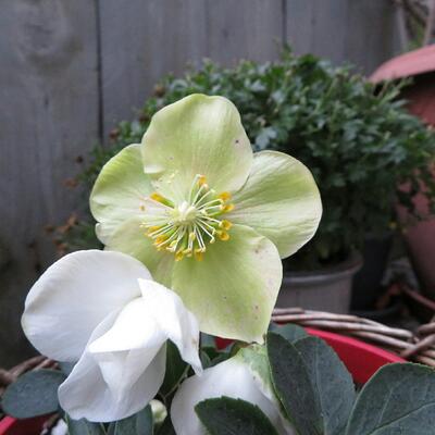 Helleborus niger 'Christmas Carol' - 