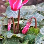 Cyclamen persicum - Cyclamen de Perse