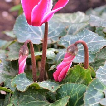 Cyclamen persicum