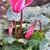 Cyclamen persicum