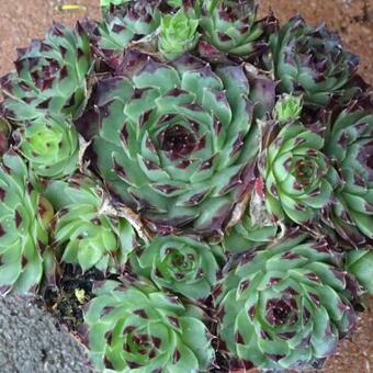 Sempervivum calcareum