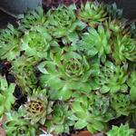 Sempervivum 'Maria Laach' - 