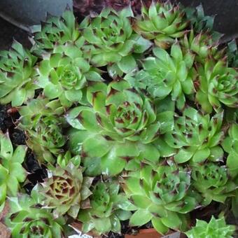 Sempervivum 'Maria Laach'