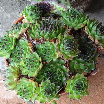 Sempervivum calcareum ‘Blacktop’