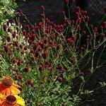 Sanguisorba 'Beetlewings' - 