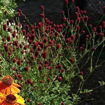 Sanguisorba 'Beetlewings'