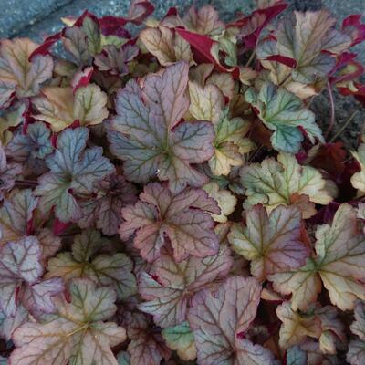 Heuchera 'Cassis' - 