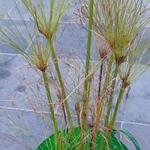 Cyperus papyrus 'Perkamentus' - 