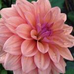 Dahlia 'Onesta' - 