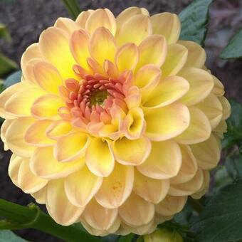 Dahlia 'Ryecroft Delight'