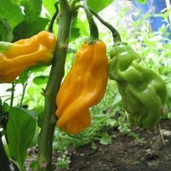 Capsicum chinense 'Madame Jeanette'