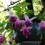 Fuchsia 'Eva Boerg' - 