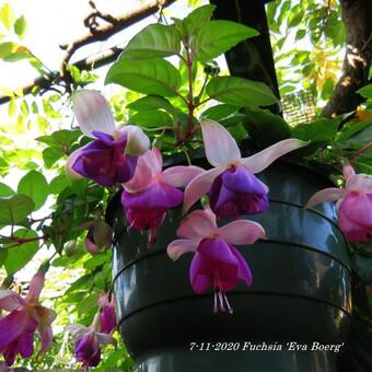 Fuchsia 'Eva Boerg'