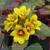 Lysimachia procumbens 'Golden Globes'