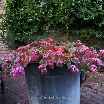 Sedum sieboldii