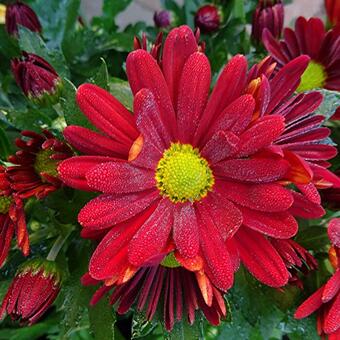 Chrysanthemum indicum'Elliot'