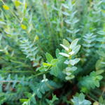 Hypericum polyphyllum - 