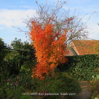 Acer palmatum 'Asahi zuru'