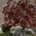 Fagus sylvatica 'Asterix' - 