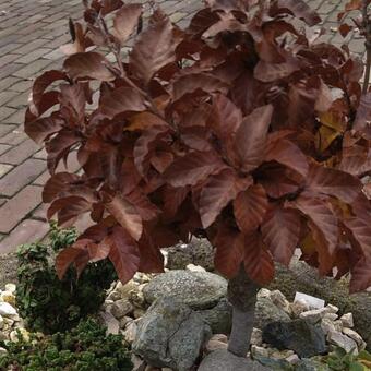 Fagus sylvatica 'Asterix'