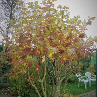 Viburnum opulus 'Roseum'