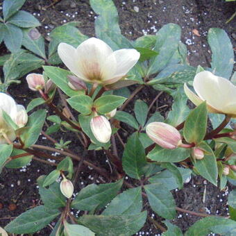 Helleborus x ericsmithii HGC 'Marlon'